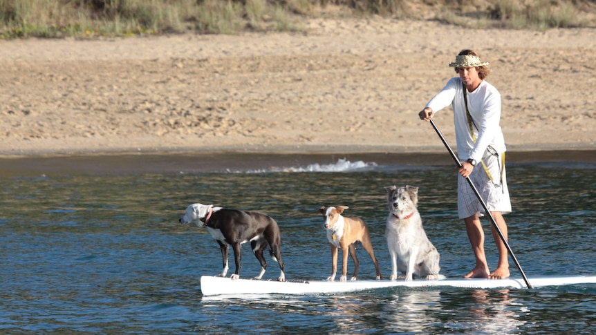 Three dogs get a lift by a man as he stand up paddles
