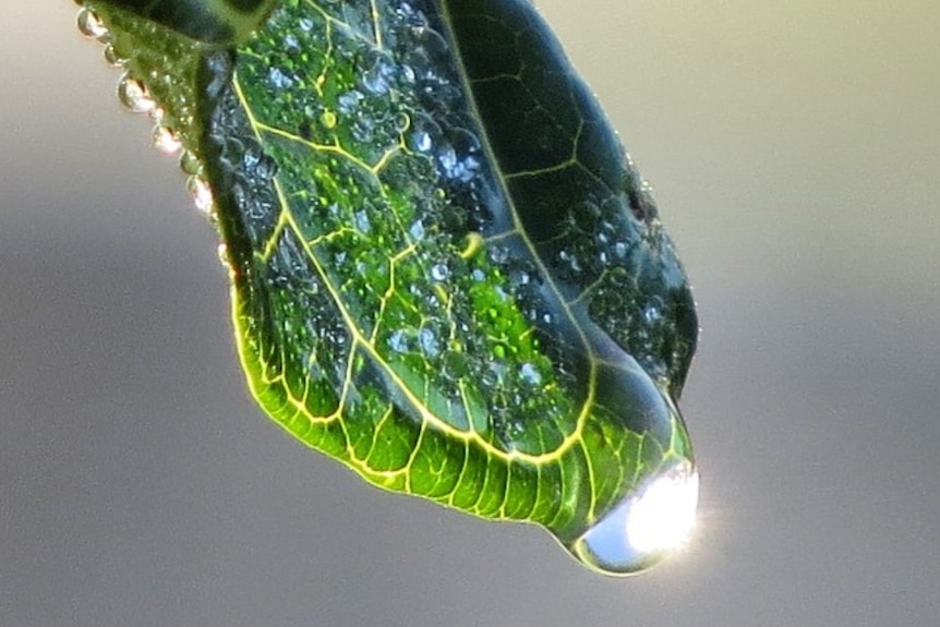 Drop of water on end of leaf