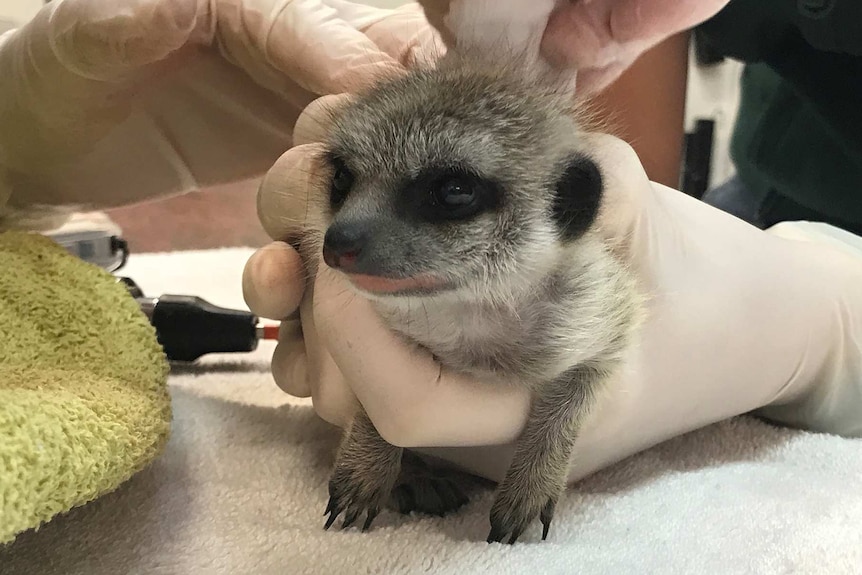 Several hands in rubber gloves tend to a baby meerkat on a table.