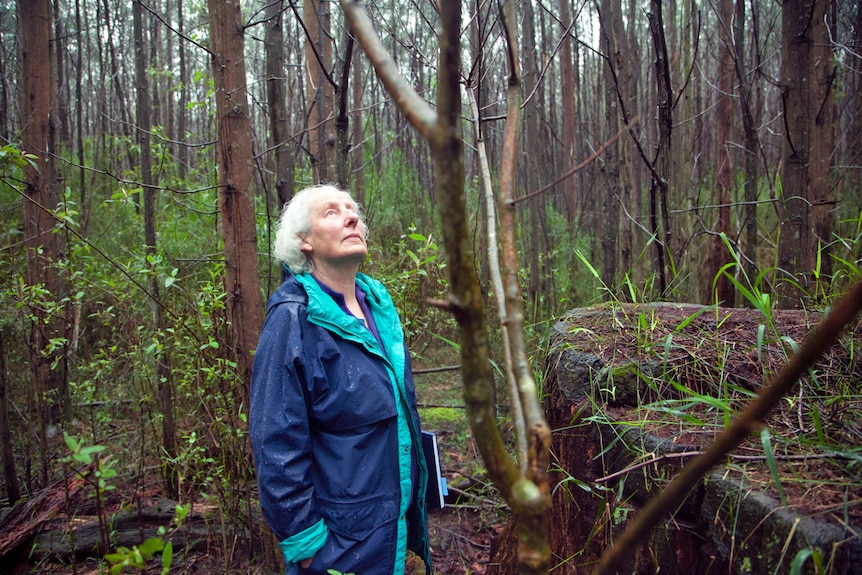 Margaret Blakers standing in the middle of the forest looking up into the canopy above.