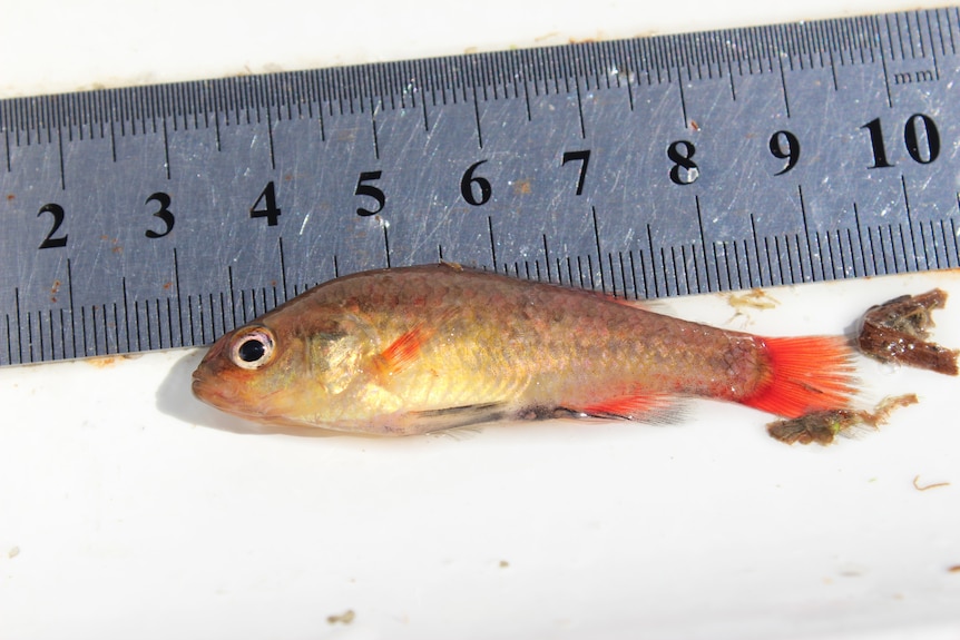 Малка златна рибка срещу линийка, показваща нейния размер