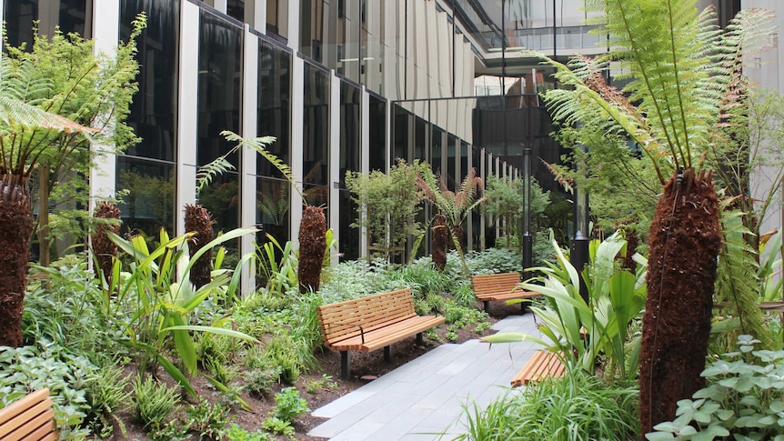 Trees inside the new Bendigo hospital courtyard