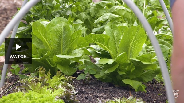 Variety of lettuces growing in a vegie bed. Has Video