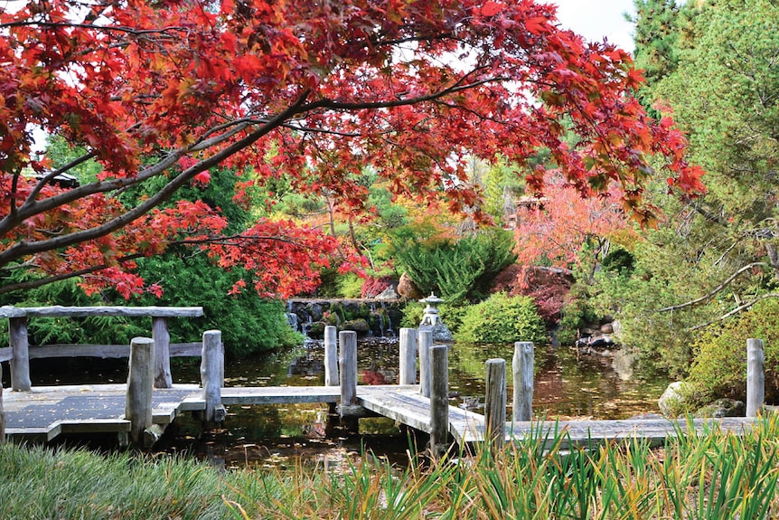 Royal Tasmanian Botanical Gardens' Japanese section in autumn.