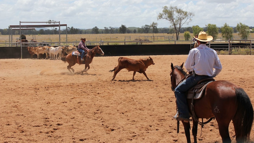 Dwindling cattle herd makes practice stock for horse sports hard to find