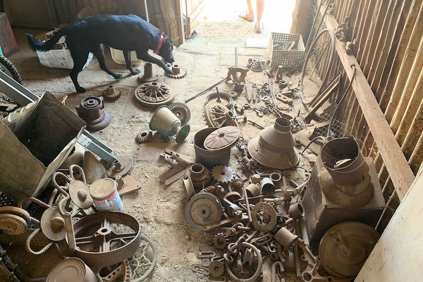 old cogs, chains and metal are sitting on the floor of a shed. A dog is sniffing one of the cogs.