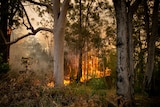 A fire rages in a forest.