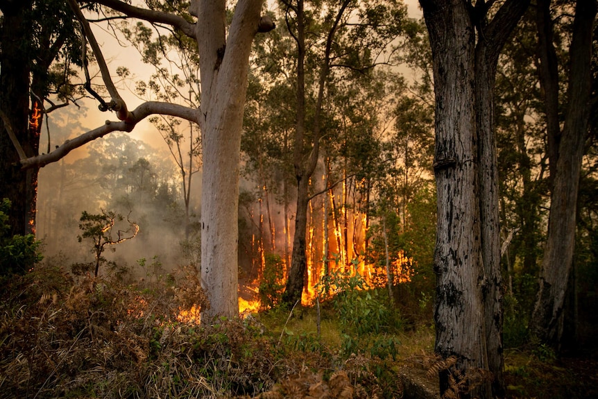 A fire rages in a forest.