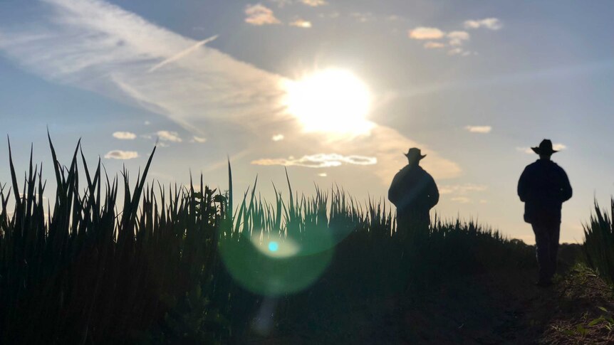 Two farmers standing in a paddock are silhouetted against the sunset.