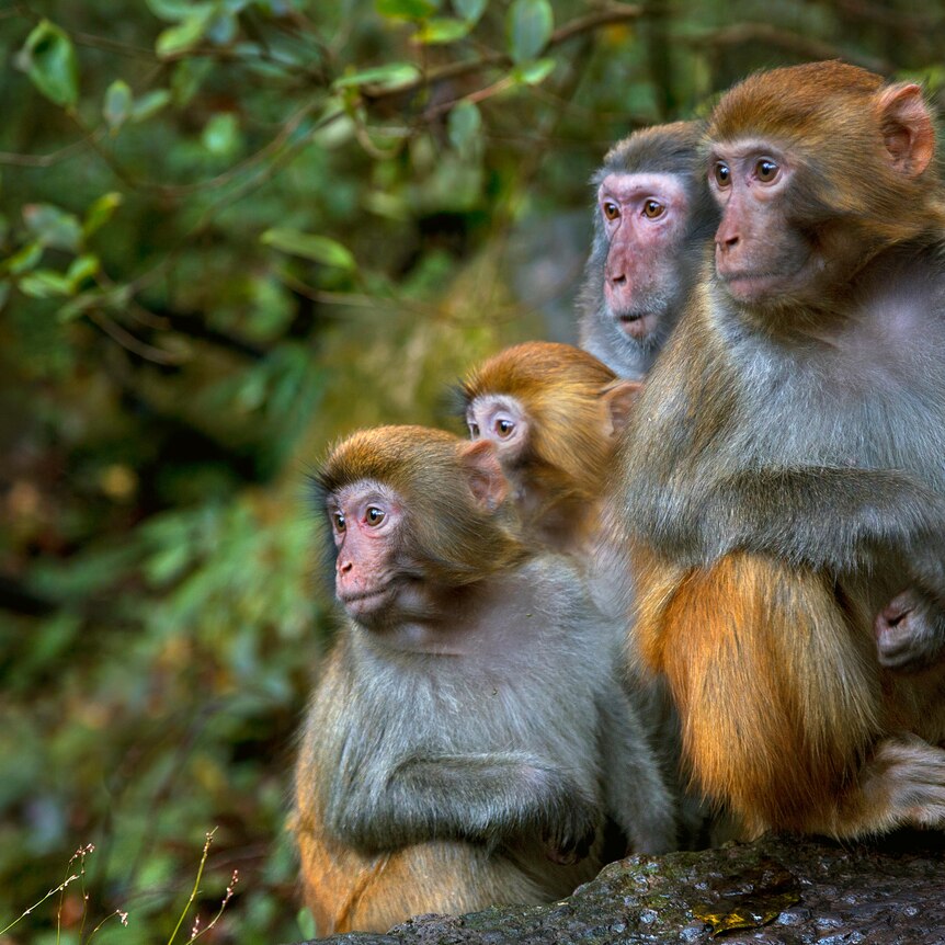 Rhesus Macaque family looking to one direction in Zhangjiajie National Forest Park, China