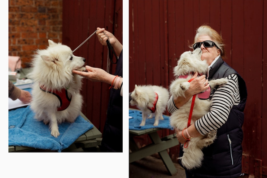 A collage showing a white fluffy dog and a second image where a woman holds up another fluffy white dog