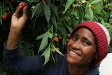 a worker in the field picking raspberries