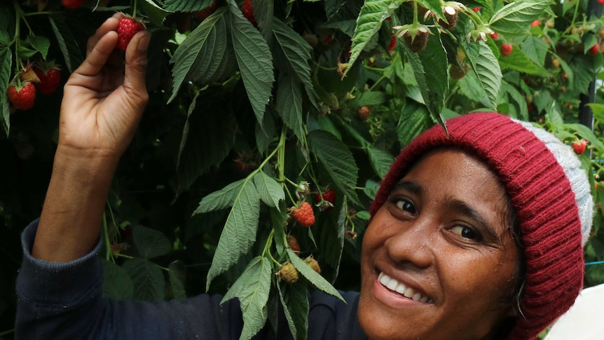 a worker in the field picking raspberries