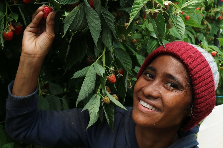 a worker in the field picking raspberries