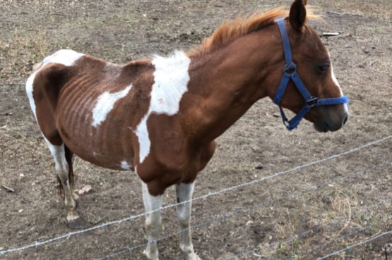 A horse standing in a barren paddock with ribs and bones showing.