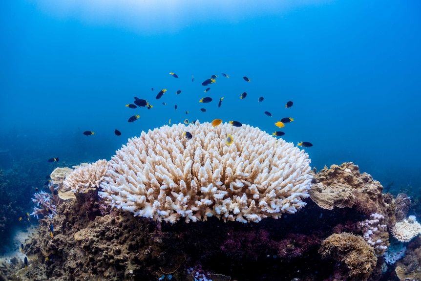 A school of blue and yellow fish swim above a bleached coral.