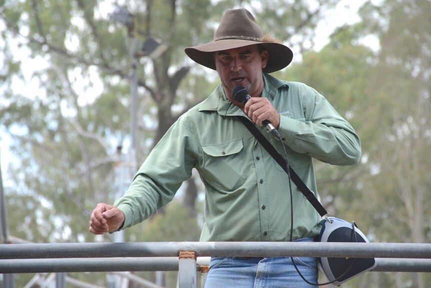 Auctioneer at work at the Nebo cattle sales