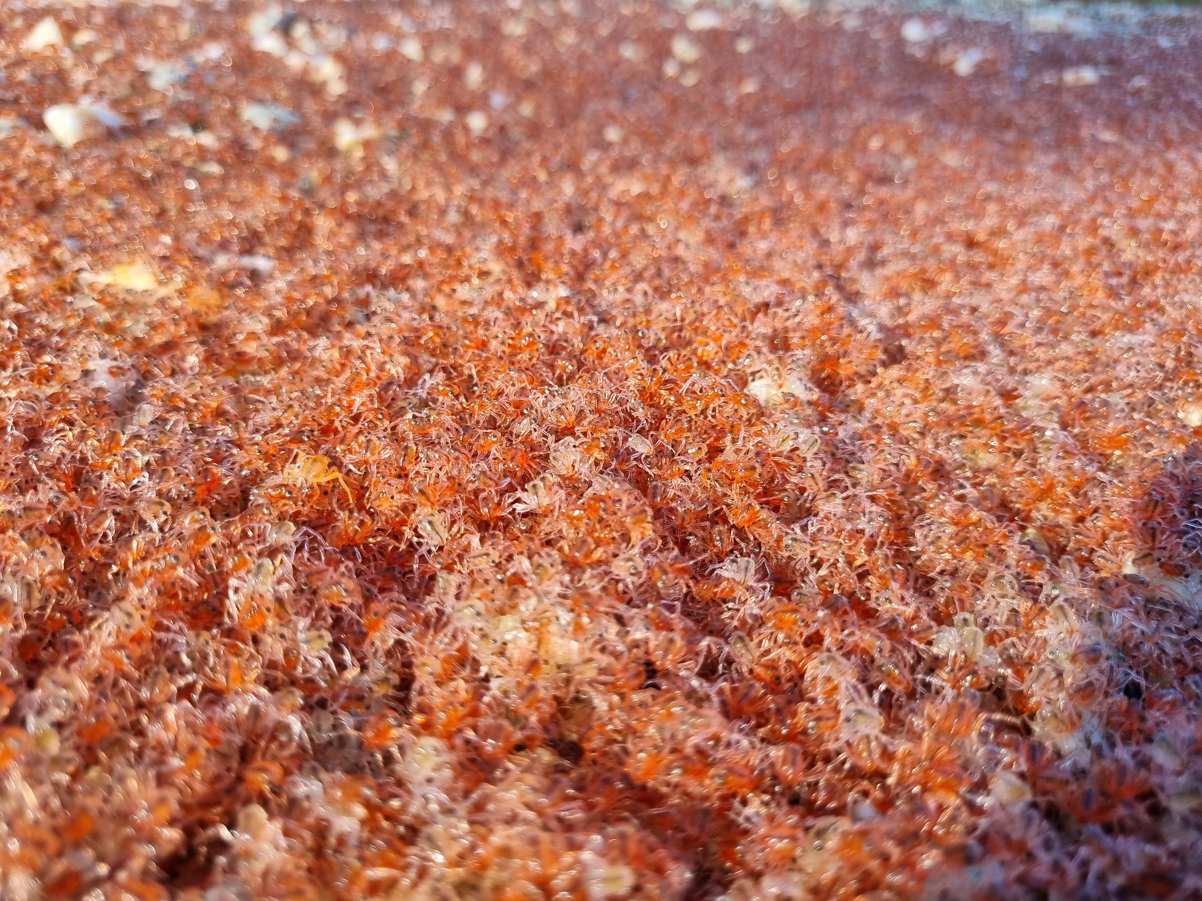 Un banco de pequeños cangrejos semitransparentes.