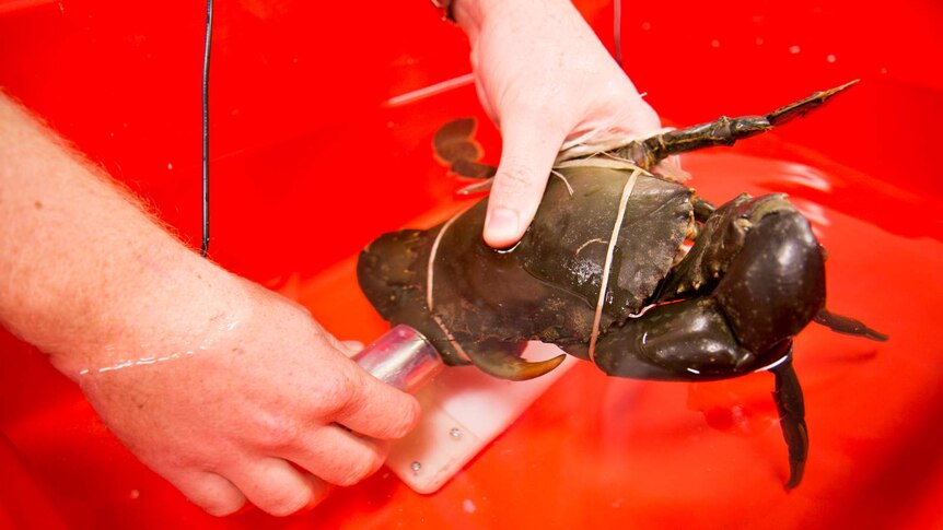 A scientist holds a mud crab between two sensors to measure its acoustic velocity.