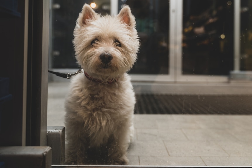 A cute white dog looks through a glass door