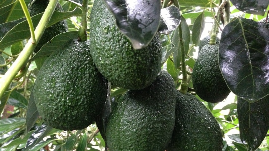 Avocados ripening on a tree