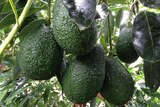 Ripe avocados hanging on a tree.
