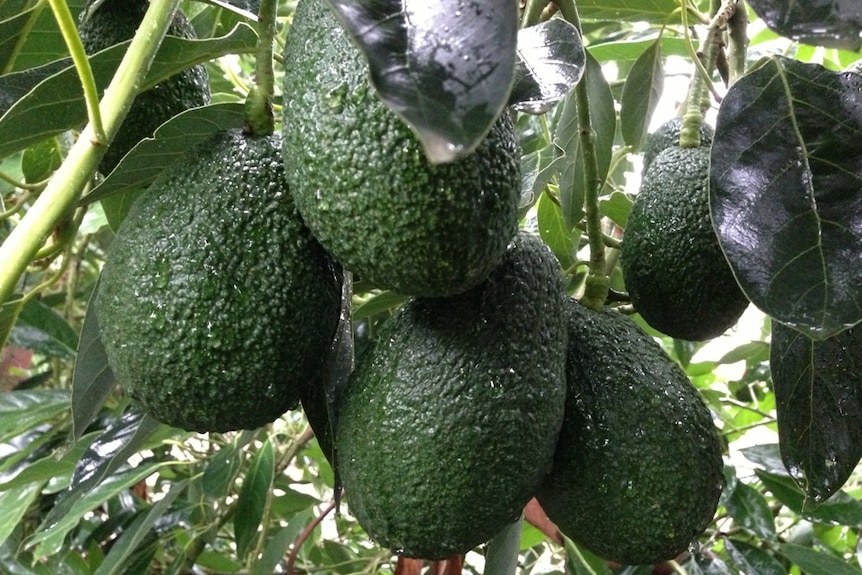 Avocados ripening on a tree