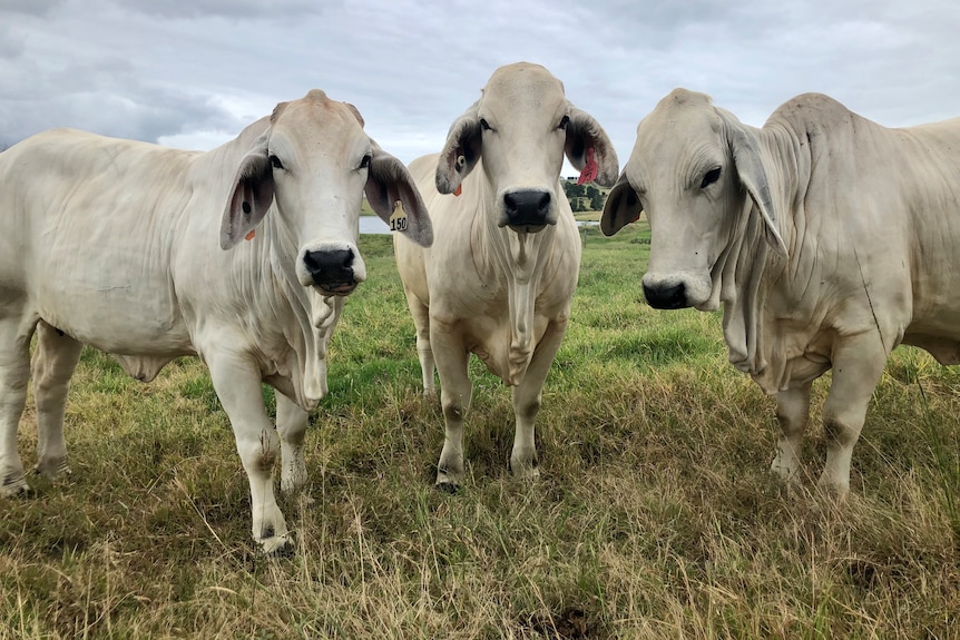 Three light grey cows looking at the camera.