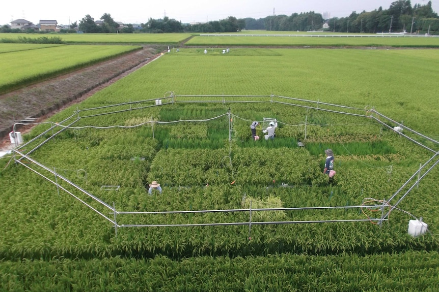 A hexagonal fence in a rice field in Tsukaba, Japan