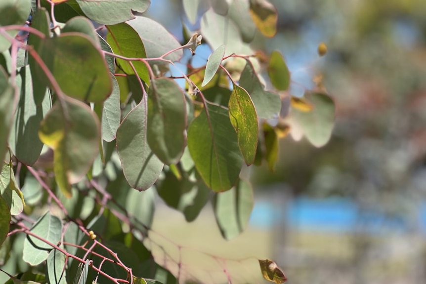 Branches from a gum tree hang in a picture