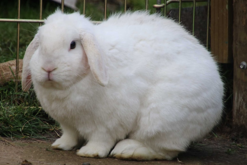 A white pet rabbit named Malibu sits in a hutch.