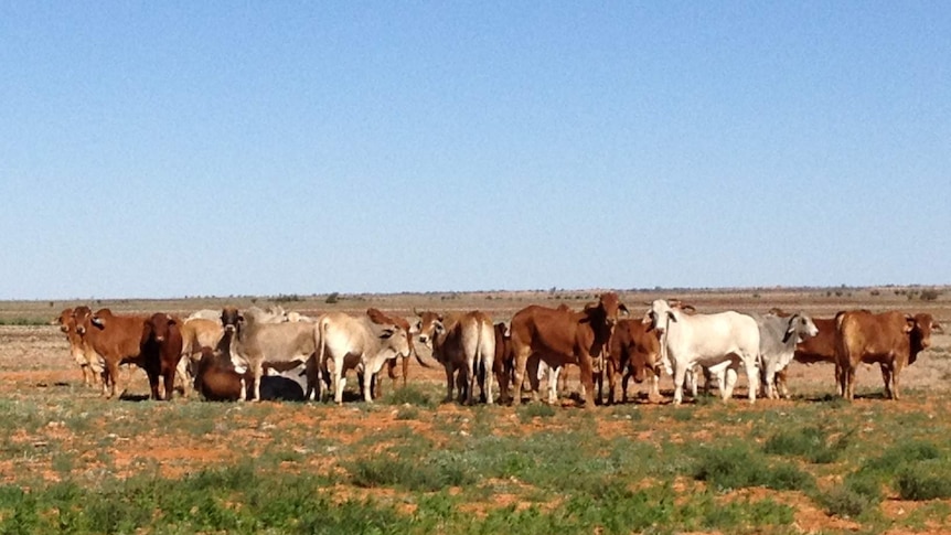 The Hancock Group said it will treble the amount of cattle owned by S Kidman and Co.