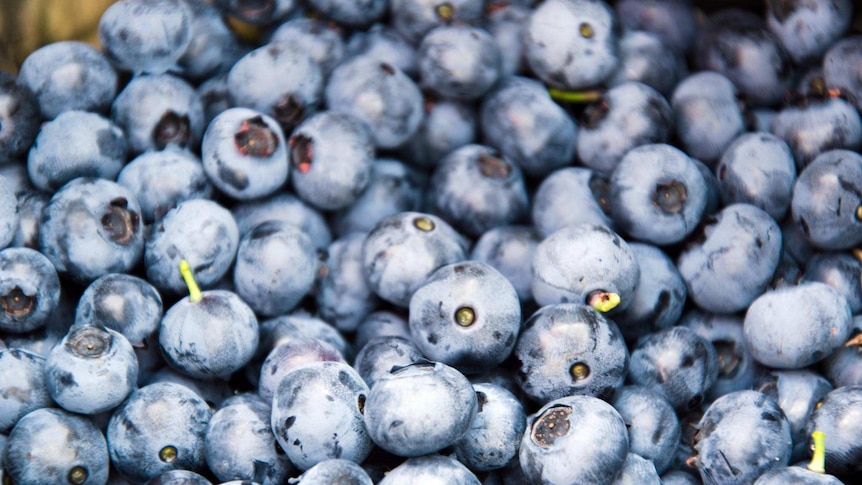 Picked blueberries