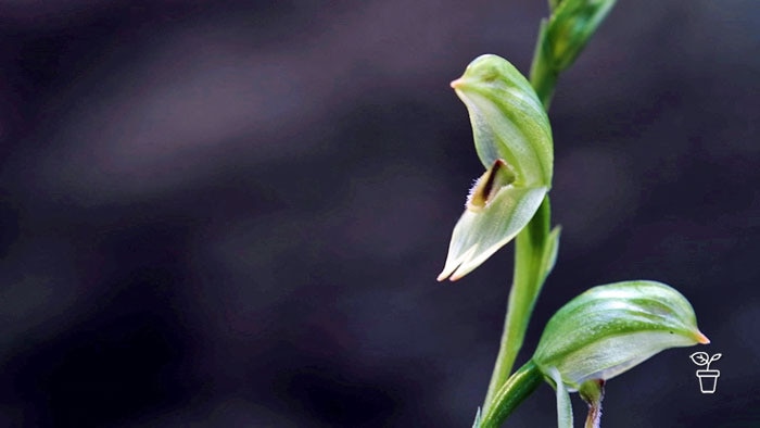 Close up image of Australian native orchid