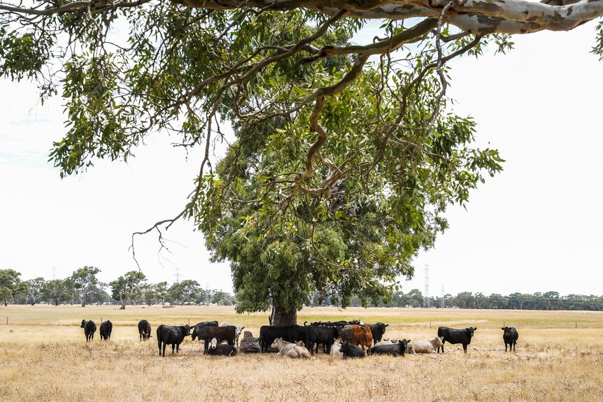 Cows huddle under the shade of a gum tree in a large paddock.