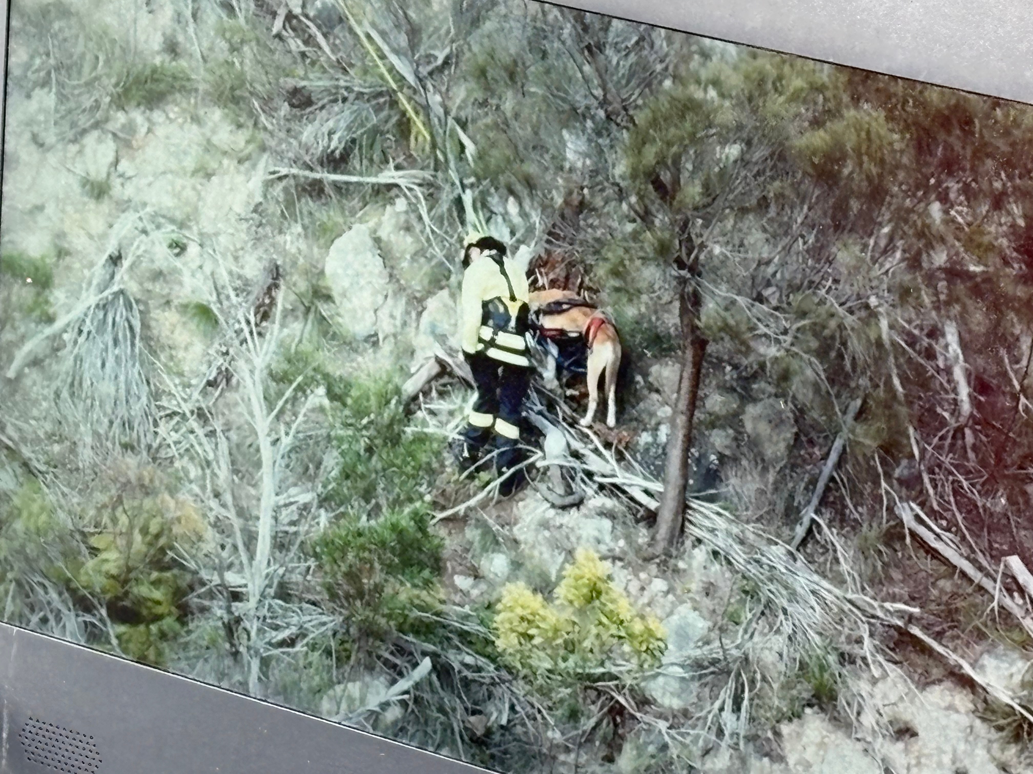 An image of a dog and firefighter on a screen working through bushland