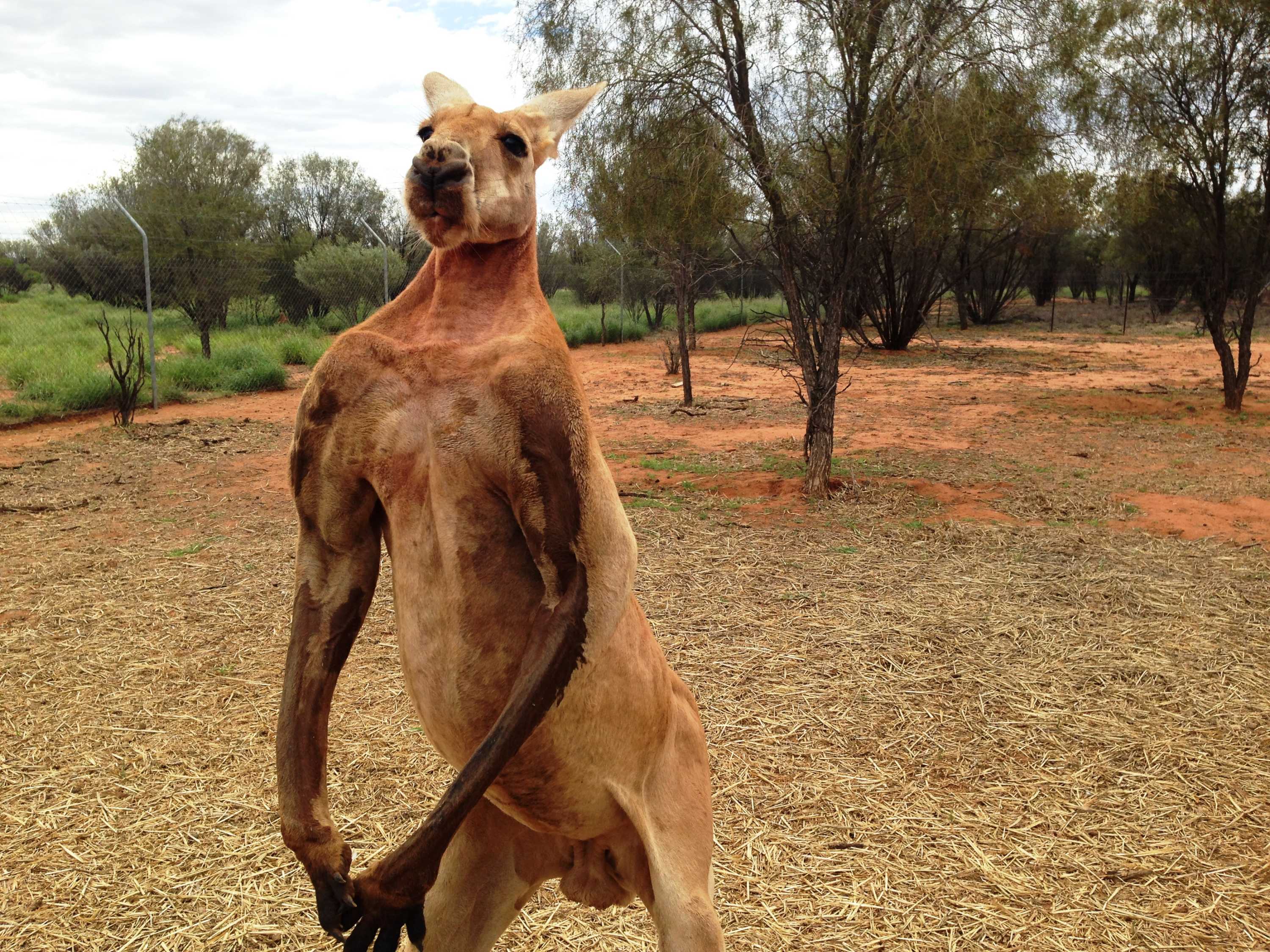 Is A Kangaroo A Dog