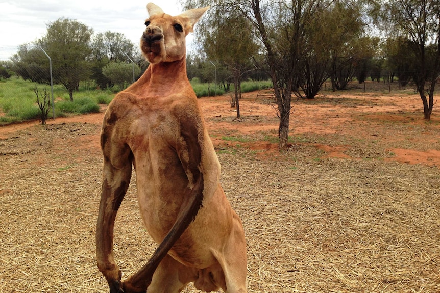 A large male kangaroo.