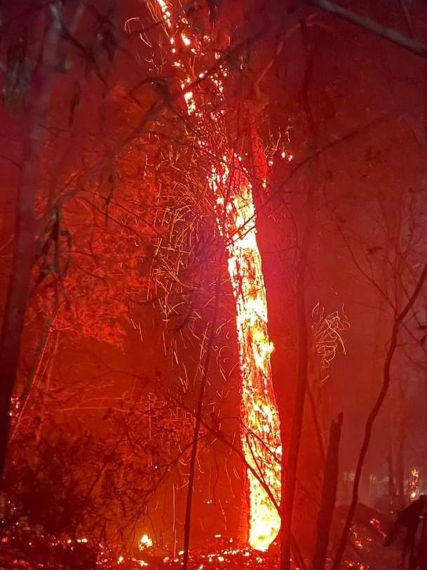 A tree burns red as fire rips through Landsborough