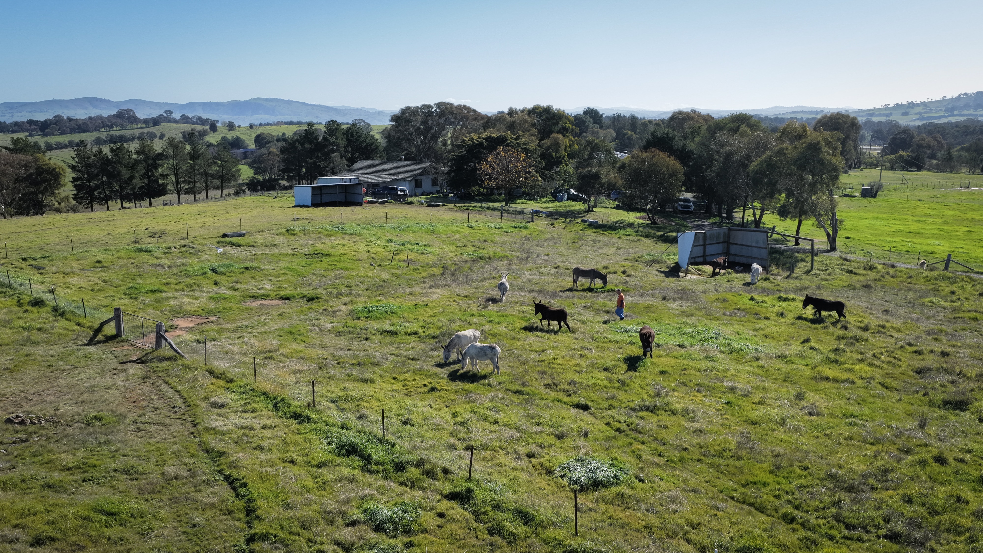 An aerial view of a man in an orange jumper walking in a field that houses nine donkeys of various colours.
