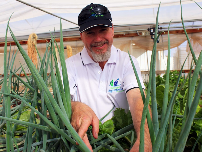 Max Gray looking a across some spring onions in a hot house