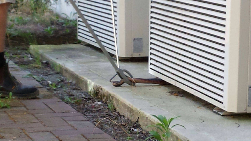 A red bellied black snake being removed from underneath an air conditioning unit.