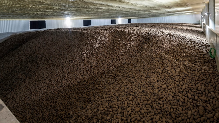 Thousands of fresh potatoes stored in a big shed at the new Simplot facility at Powranna