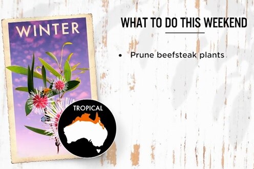 Gardening Australia's want to do this weekend list: Prune beefsteak plants from next week's episode.