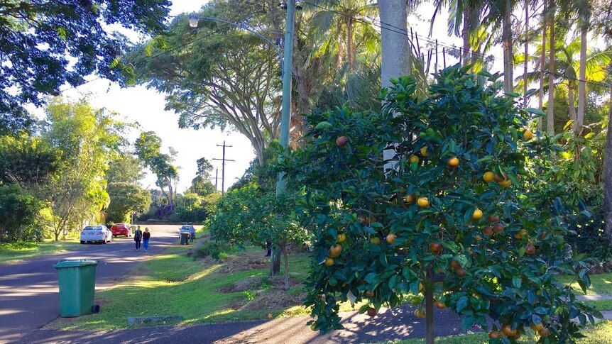 A street with fruit trees lining the footpaths.