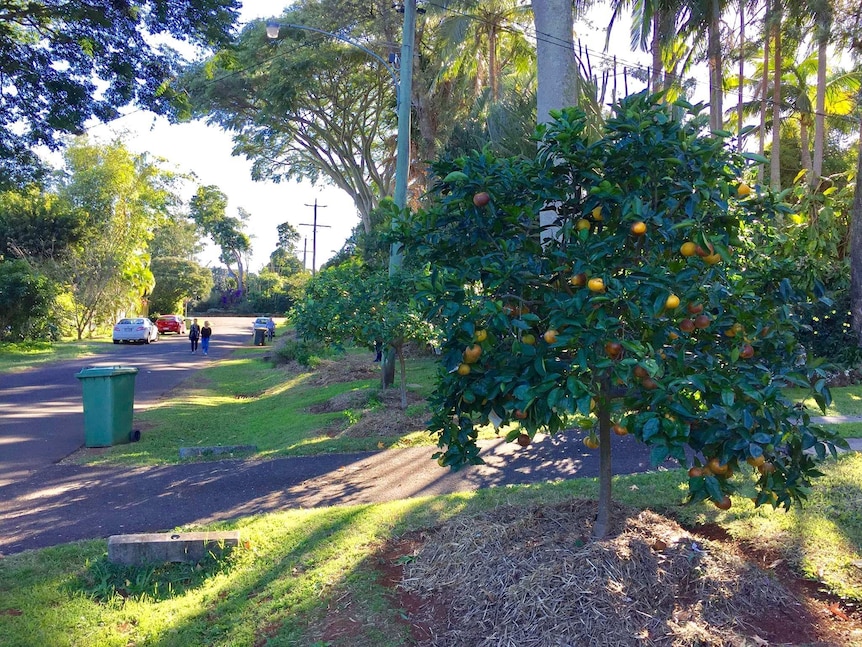 A street with fruit trees lining the footpaths.