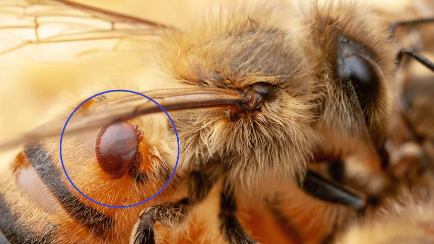 Varroa mite nestled on a bee, with a blue circle identifying it on the body