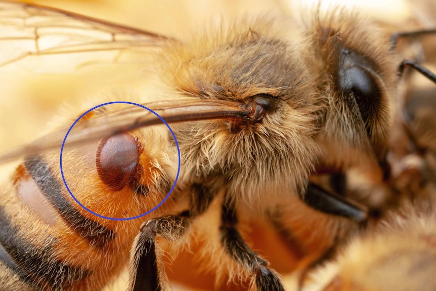 Varroa mite nestled on a bee, with a blue circle identifying it on the body