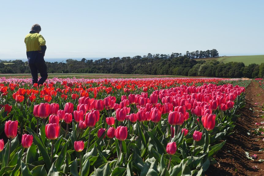 David Roberts-Thomson walks through the brightly coloured tulip fields.