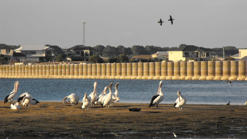 Barrage at Murray mouth